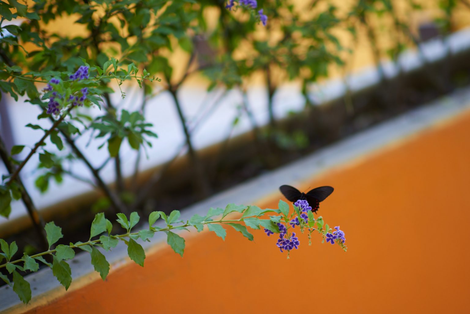 Karen & Leo — wedding at Villa Mandarinas, Puerto Vallarta — photo 5